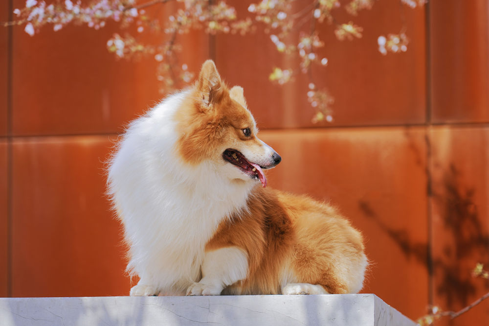 why do dogs have hiccups