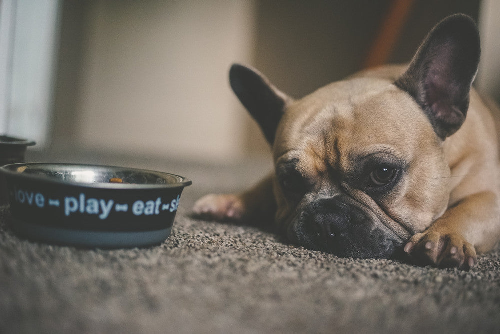 How Long Can a Dog Go Without Eating？