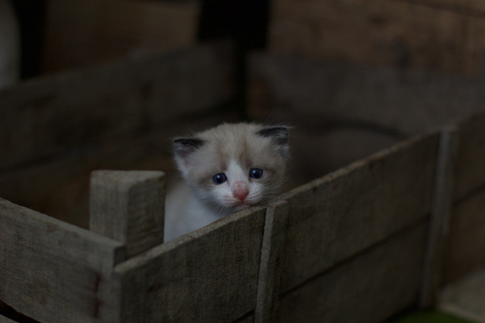 how to dispose of cat litter