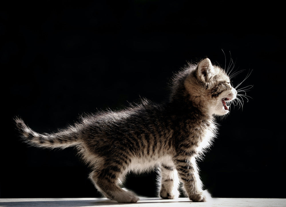 how-to-train-a-cat-to-use-cat-litter