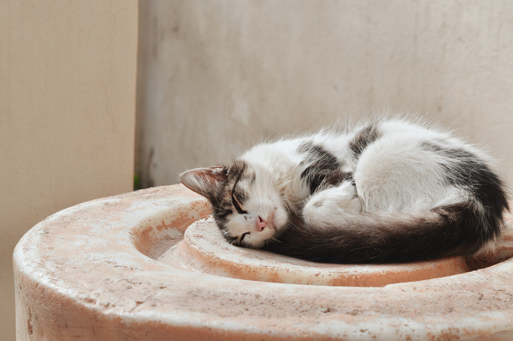 How to Train a Cat to Use Cat Litter?