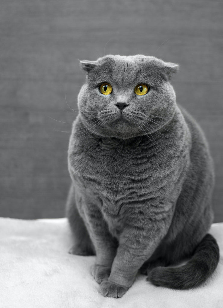 why do cats make biscuits