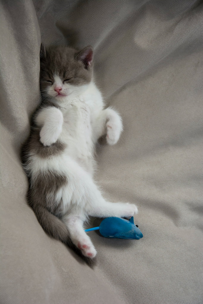 why do cats make biscuits