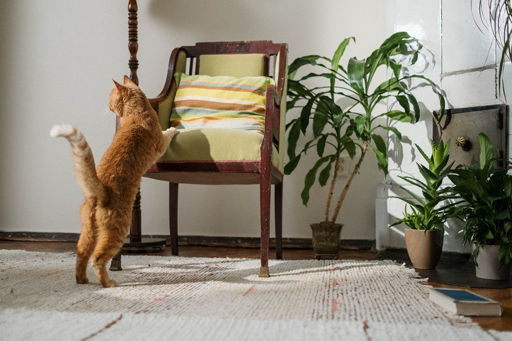 how to get rid of cat litter smell in apartment
