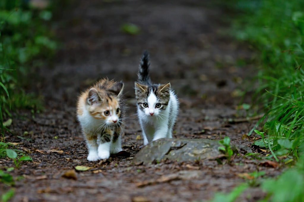 cats