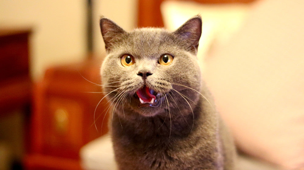how many teeth do cats have