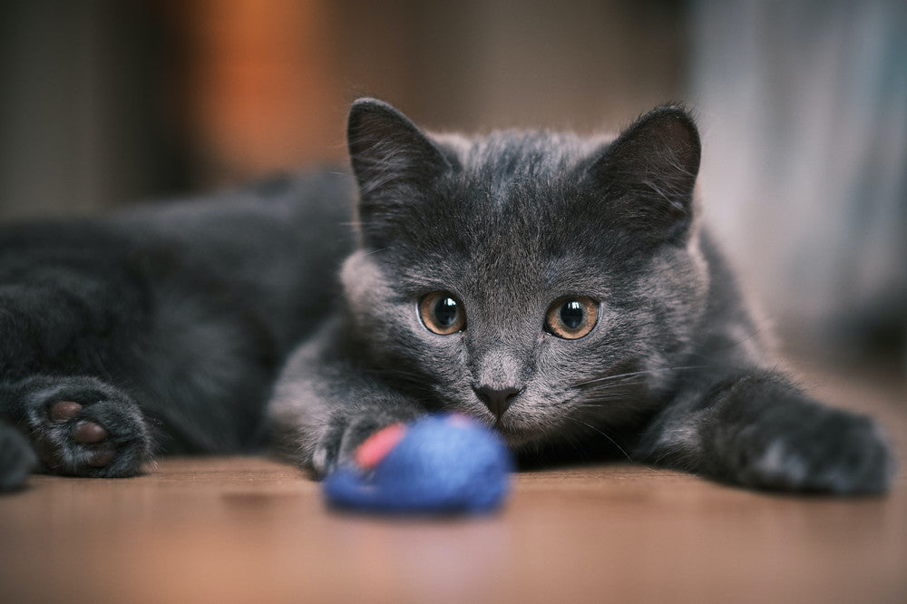 can cats share a litter box