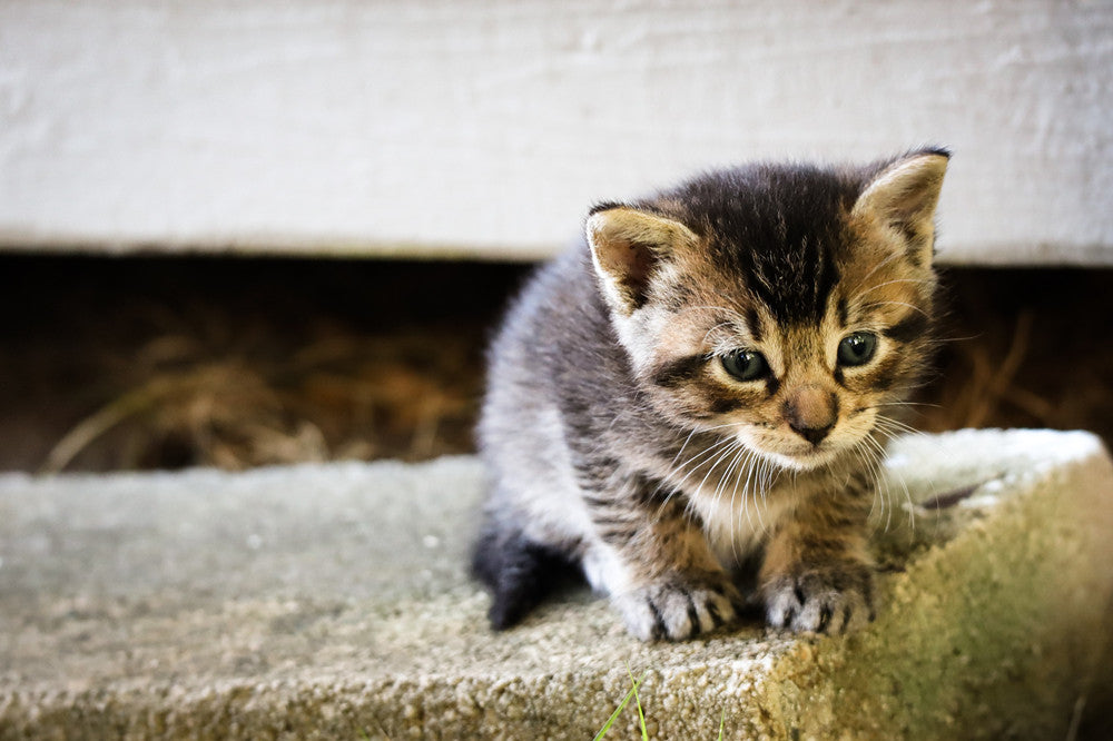 where to put cat litter box