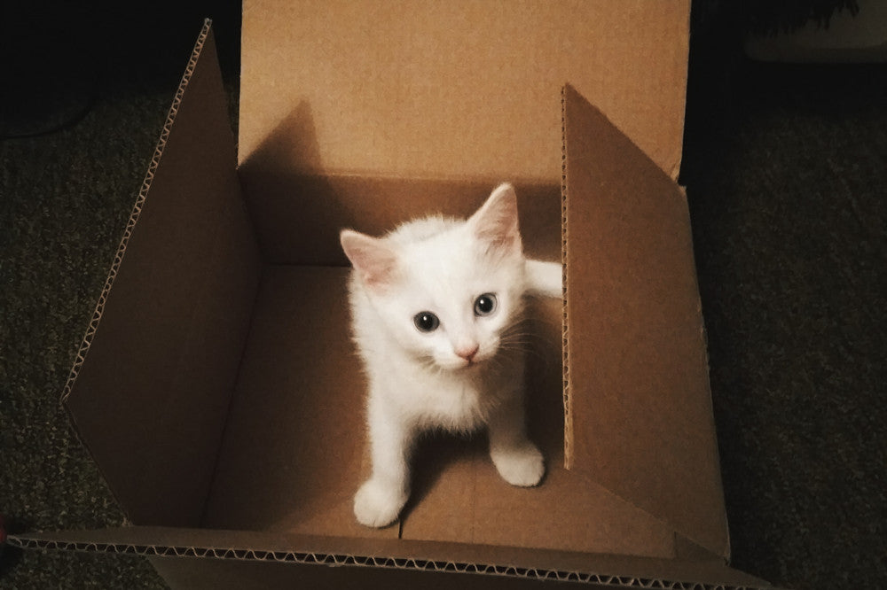 why is my cat laying in the box
