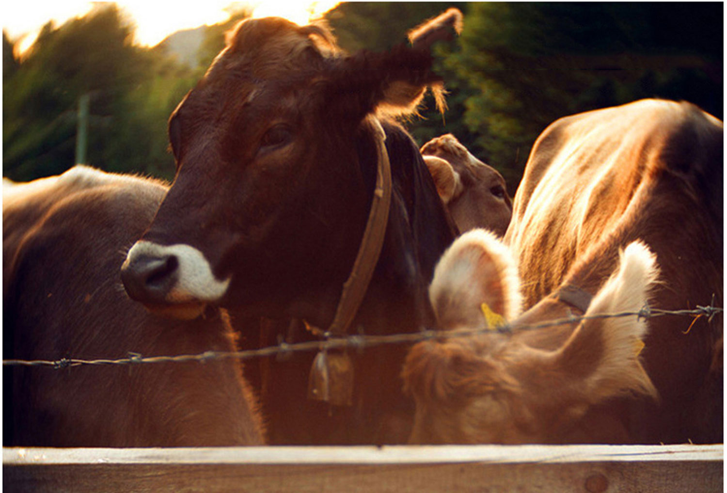台灣李記皮具 李記 原創真皮手工 二折簡單 多卡位 拉鍊錢夾 116號 頭層牛皮包包 皮革 原創手工真皮 皮件
