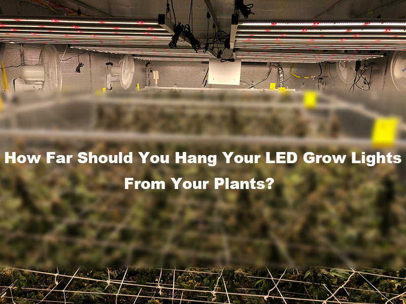 how far should led lights be from plants