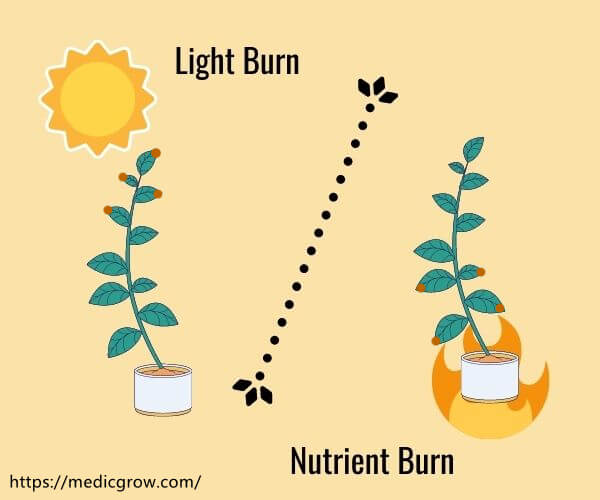 light burn vs nutrient burn