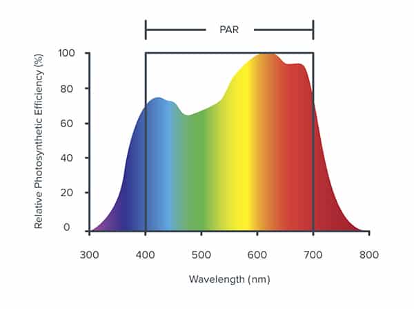 LED grow light PAR