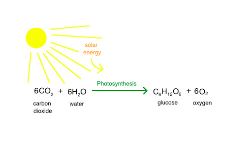 photosynthesis diagram