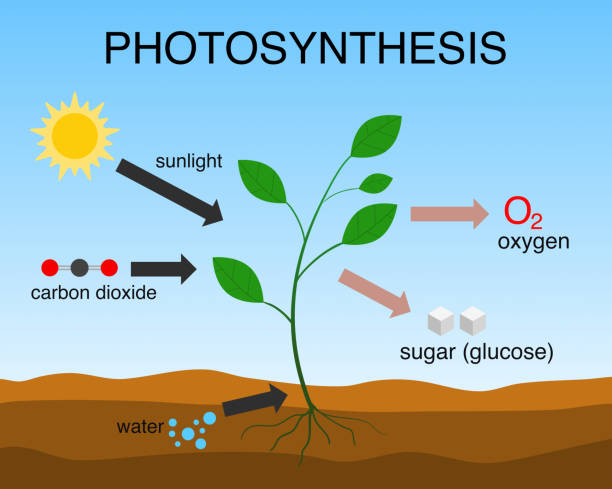 photosynthesis