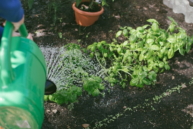 water affecting plant growth