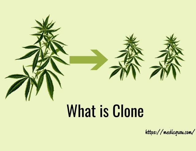 plant cloning