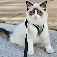 CAT HARNESS 02