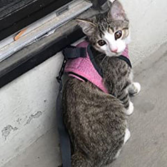 CAT HARNESS 01