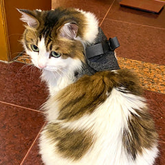 CAT HARNESS 03