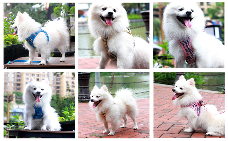 CAT Puppy HARNESS 02