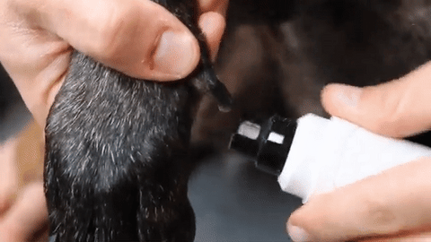 Nailedo™ Rechargeable Dog Nail Trimmer – strivingo.com