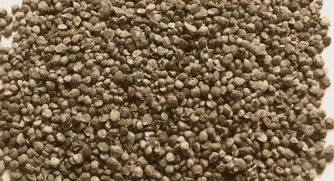 Spinach seed