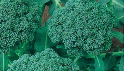 Cauliflower seed