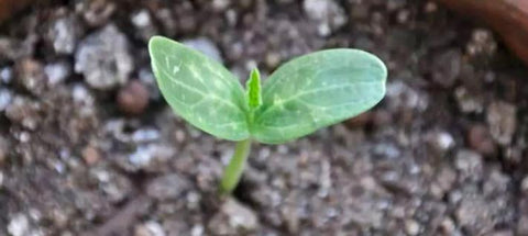 plant seed
