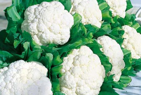 Cauliflower seed