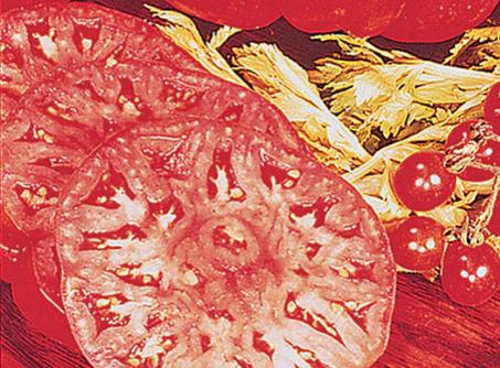 Tomato seed
