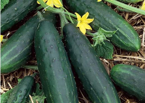 Cucumber, melon seed