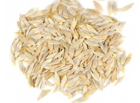 Lettuce seed