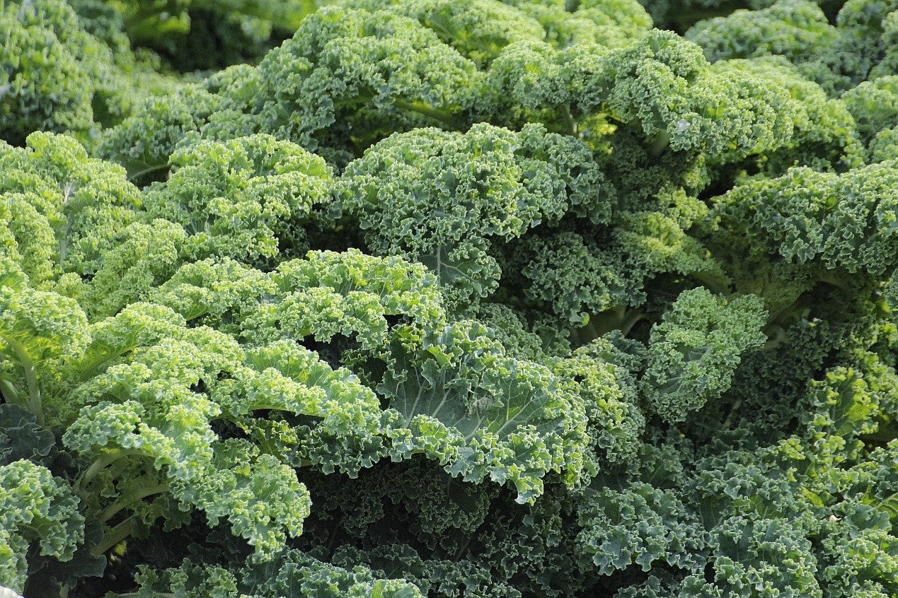 kale good food for weight loss