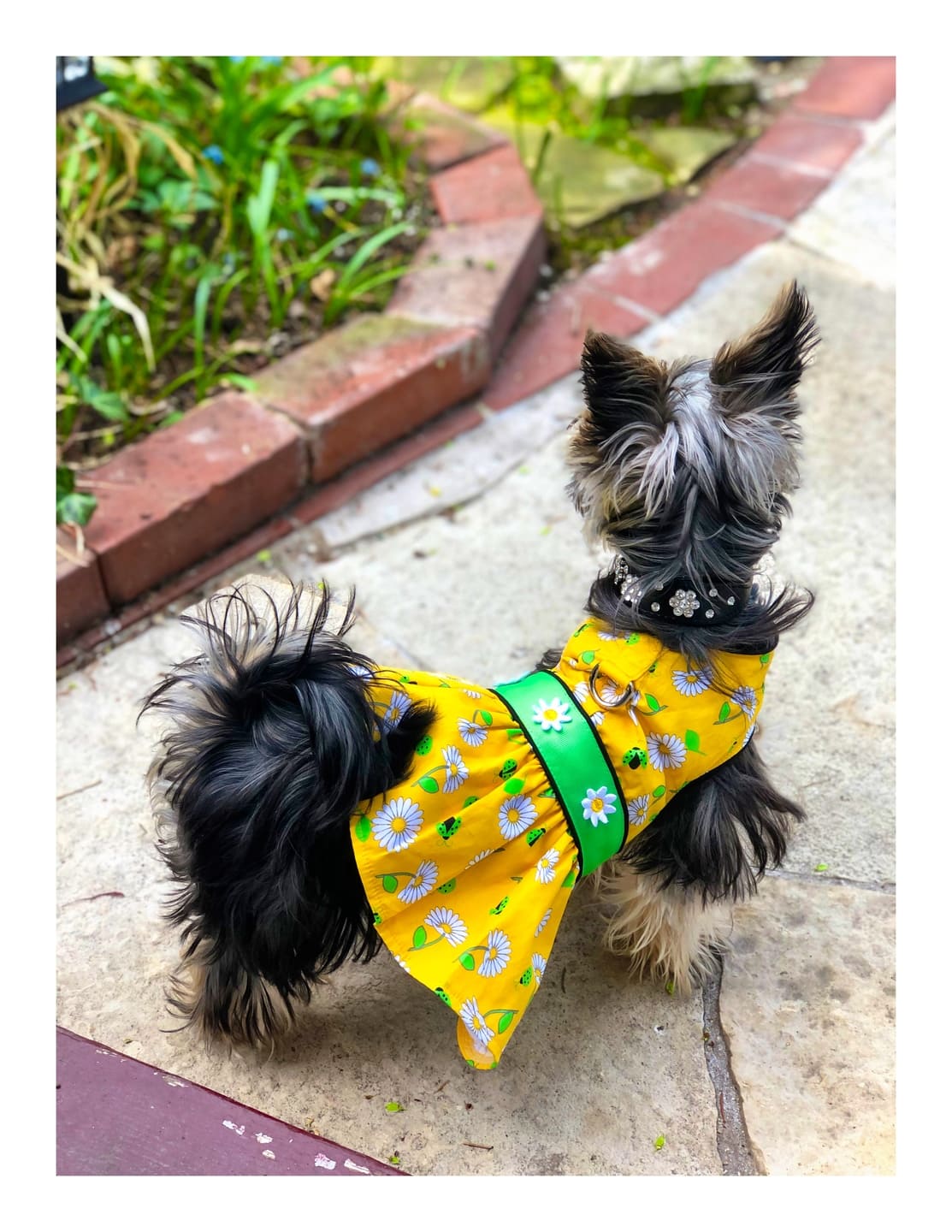 Ladybugs and Daisies Dog Dress with Matching Leash