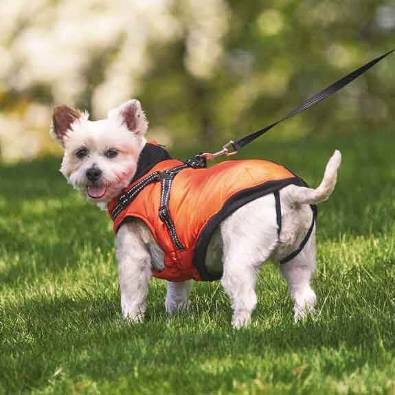 Polar Excursion Dog Harness Coat