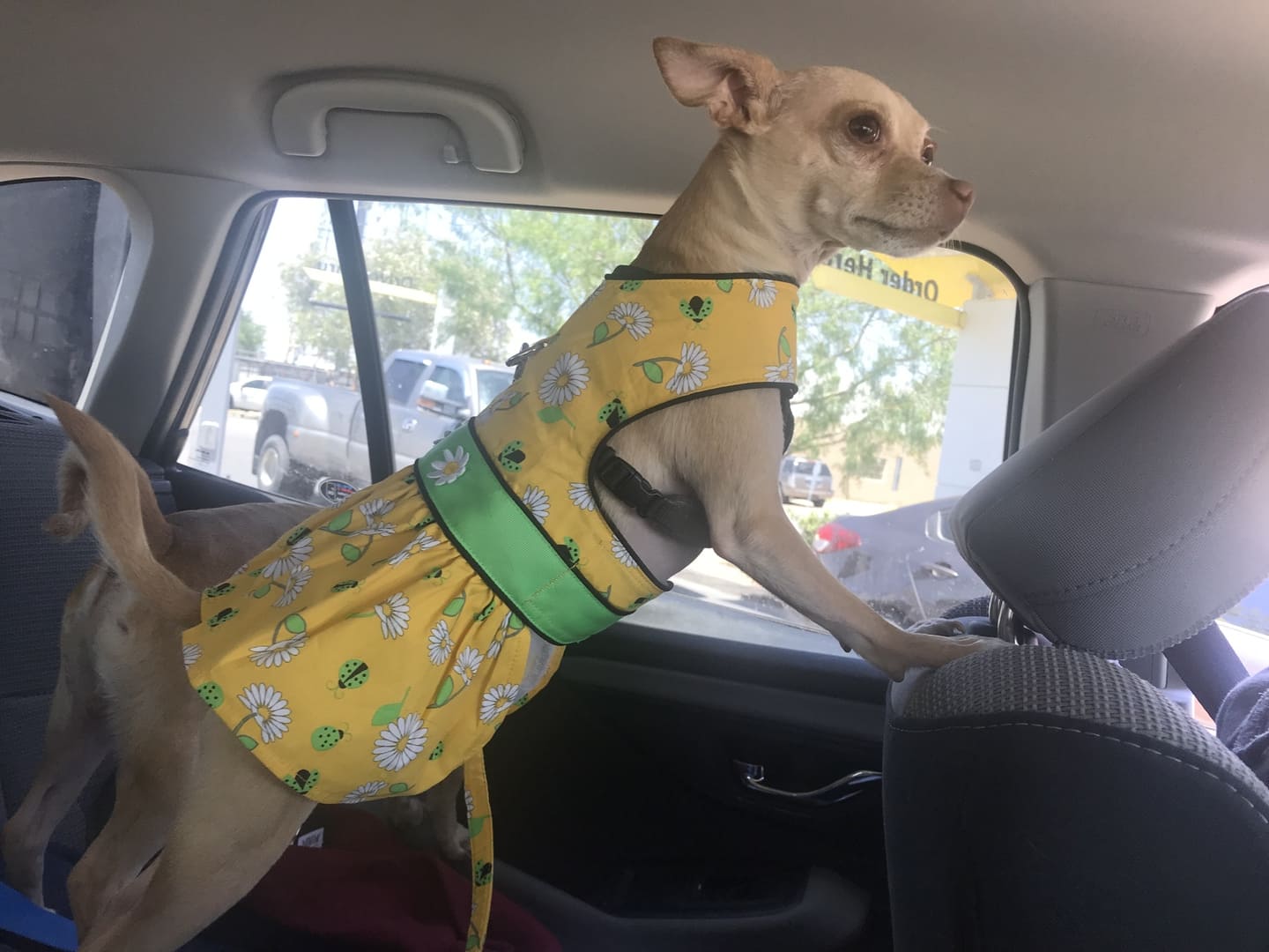 Ladybugs and Daisies Dog Dress with Matching Leash