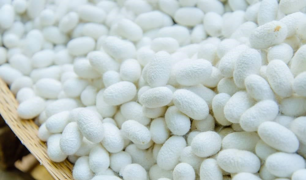 YUNXIU Textile Silkworms