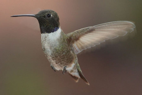 black-chinned hummingbird image
