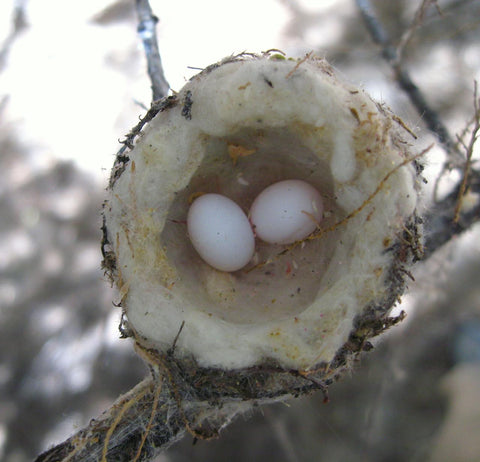 black-chinned hummingbird eggs