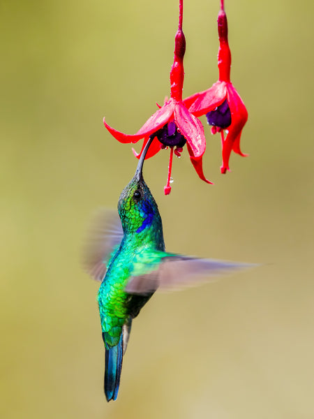 US-Green-Violet Ear Hummingbird is sucking nectar