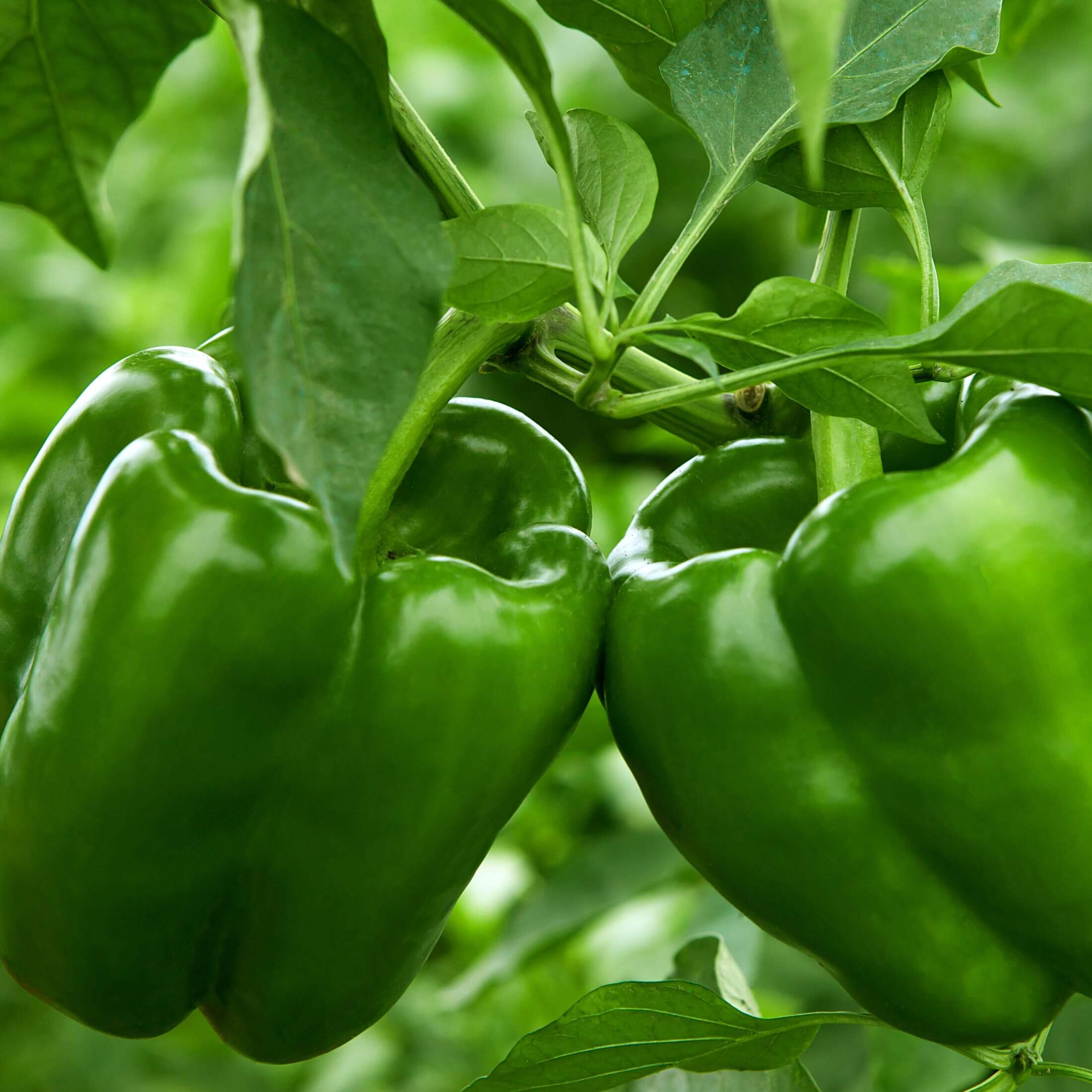 Big Bertha Bell Pepper Seedling