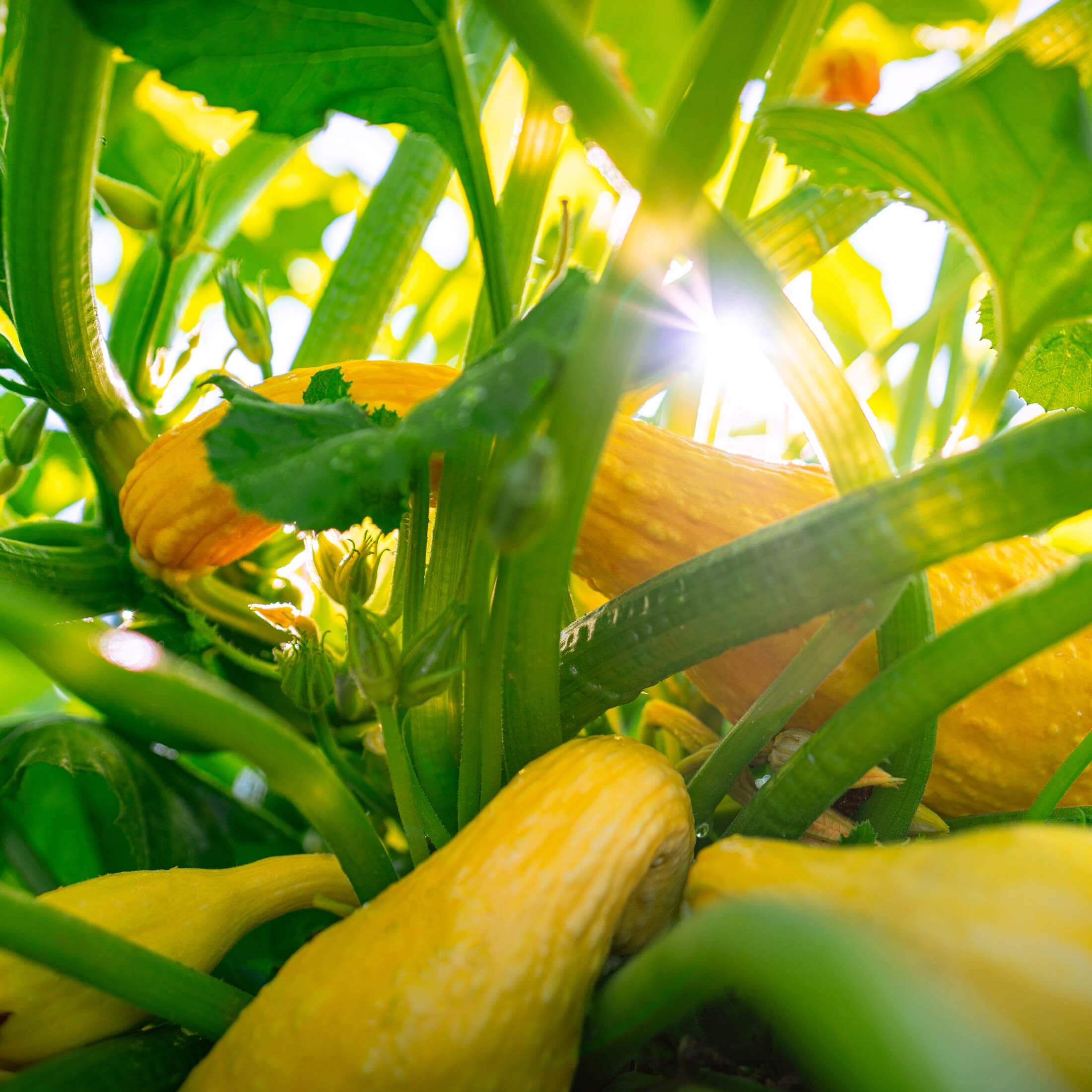 Yellow Crookneck Squash Seedling