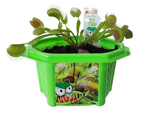 Toys By Nature Venus Fly Trap - Complete Carnivorous Plant Kit - Fun and Easy to Grow Bug Eating Plants - Kids Terrarium Set - Gift for Kids, Boys & Girls