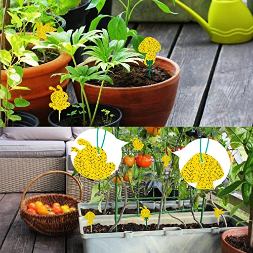 120 Pack Sticky Trap Fruit Fly Killer Indoor, Fungus Gnat Trap for House Plants, Yellow Sticky Traps for Plants Insects Bug