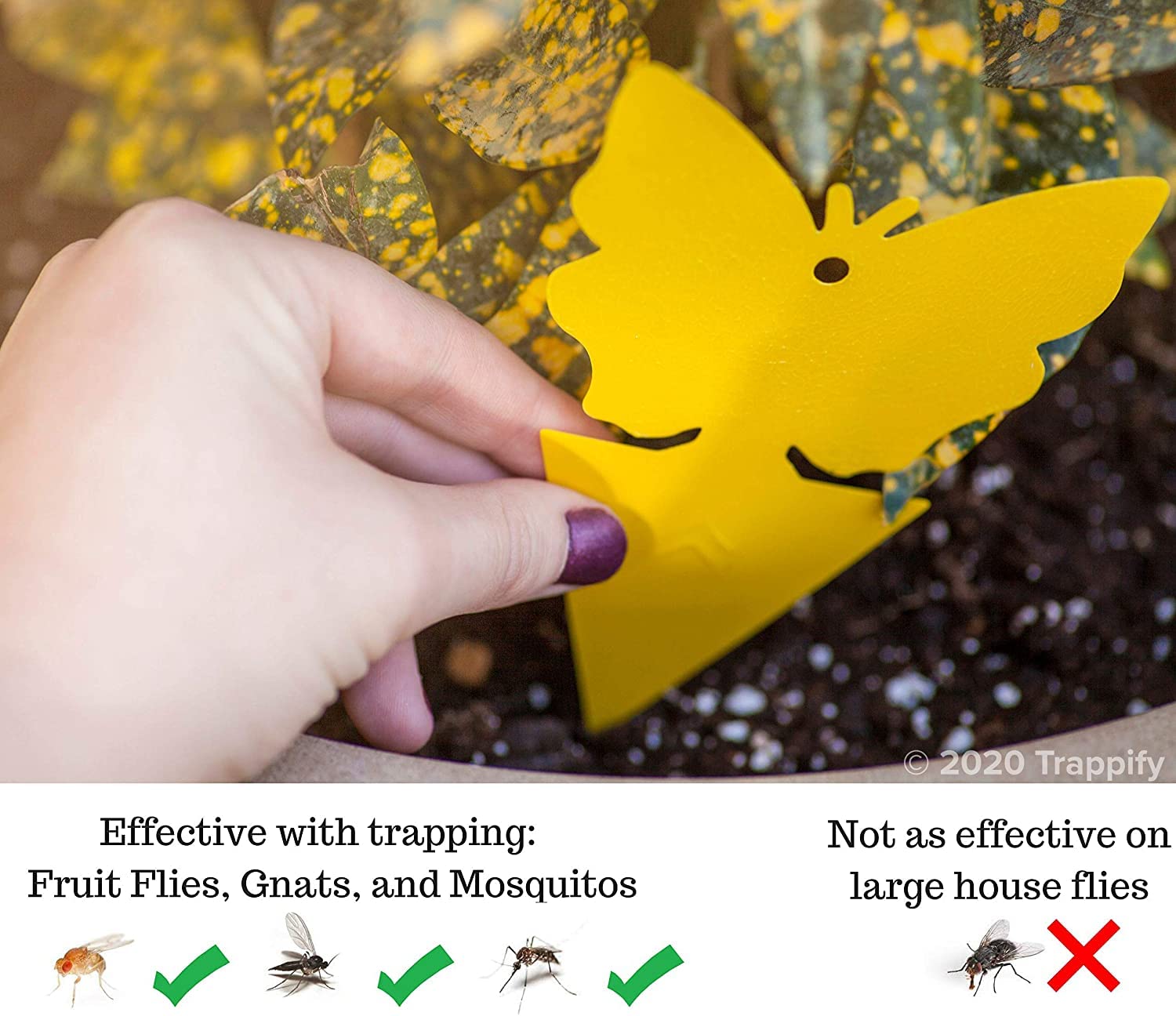 Trappify Sticky Gnat Traps for House Indoor - Yellow Fruit Fly Traps for Indoors/Outdoor Plant - Insect Catcher White Flies, Mosquitos, Fungus Gnat Trap, Flying Insects - Disposable Glue Trapper (50)