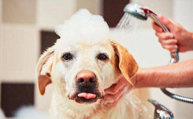 clean a dog