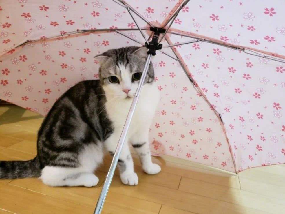 cat cooling umbrella