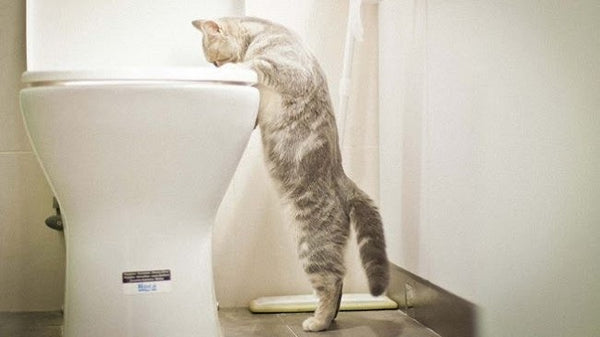 cat drink water from toliet