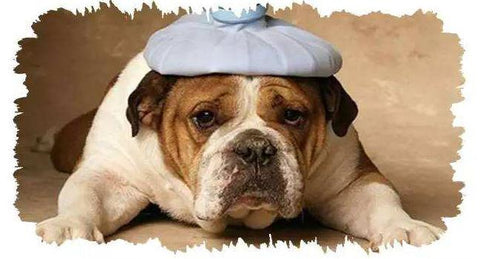 What To Do If Your Pet Gets Affected